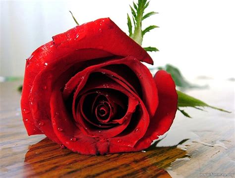 Romantic Red Roses Pictures 14