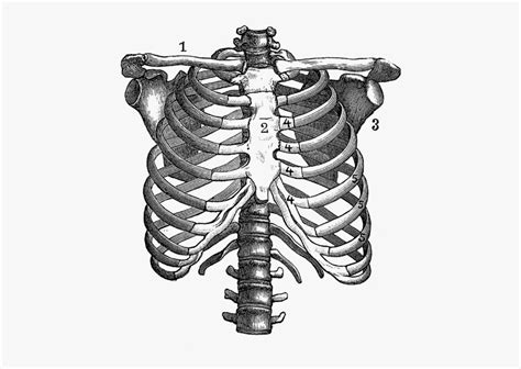 Anatomical Drawing Rib Cage Hd Png Download Kindpng