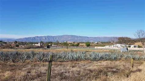 All About Tequila Jalisco Tours And More Mexico Cassie