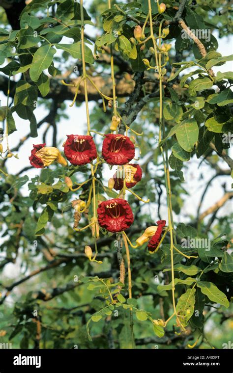 Sausage Tree Kigelia Pinnata Flowers Stock Photo Alamy