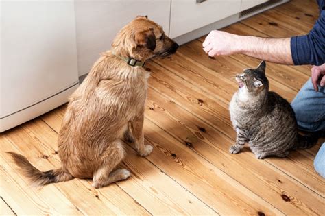 They are made to give each animal what it needs most nutritionally. Can I give cat food to my dog? | zooplus Magazine