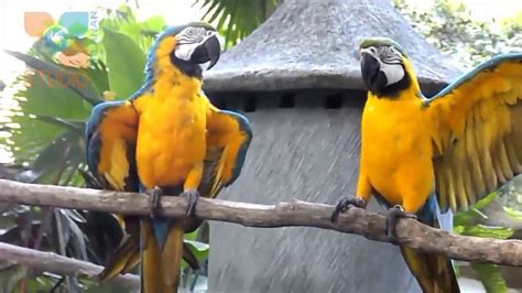 macau burung
