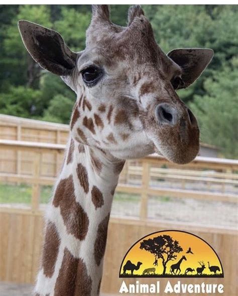 Oliver & johari giraffe cam â animal adventure park. Pin by Lynn Hudock on April, Oliver, Tajiri, Azizi ...