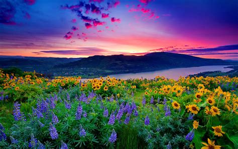 Mountain Flowers Hd Wallpaper Background Image