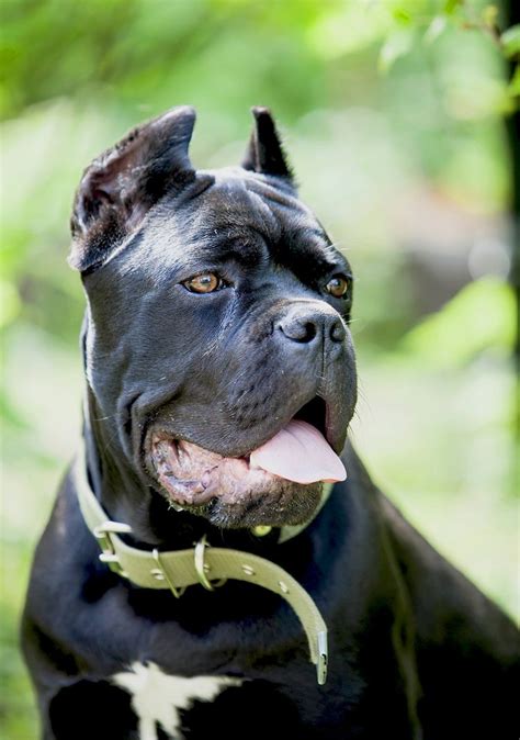 Cane Corso Dog Breed Information And Characteristics