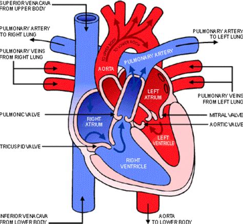 Blood Flow Through The Heart Timeline Timetoast Timelines