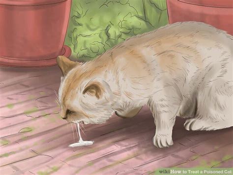How To Make Your Cat Eat Cum R Disneyvacation