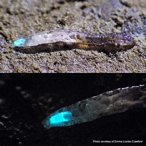 Phil Bendle Collectiongnat Glowworm Arachnocampa Luminosa Citscihub