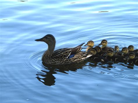 Fichiermother And Baby Ducks — Wikipédia
