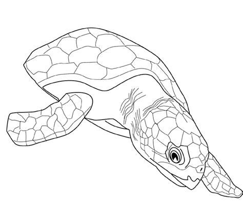 Not a shy guy is he? Turtles Coloring Pages For Adults - Printable Kids ...