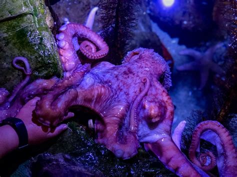 5 Things To Know About The Giant Pacific Octopus
