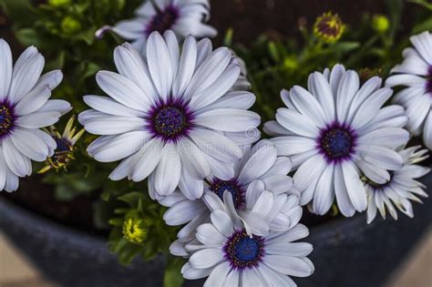 Gorgeous Close Up View Of White African Daisy Flower On Green