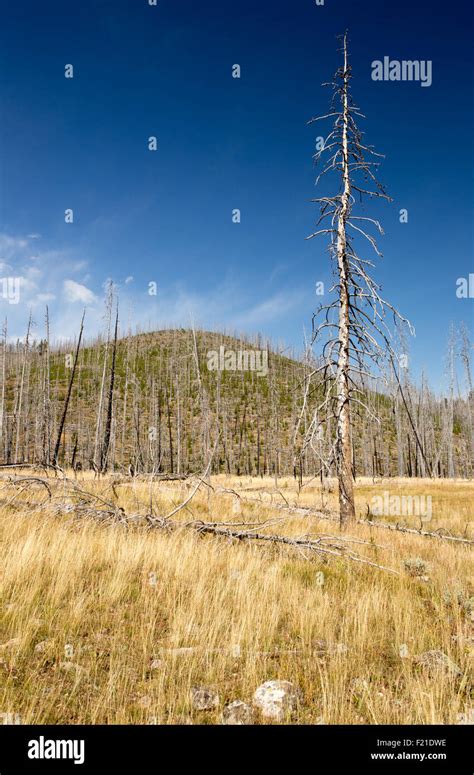 Landscape Of Regrowth Of Yellowstone National Park Forest Fire Stock