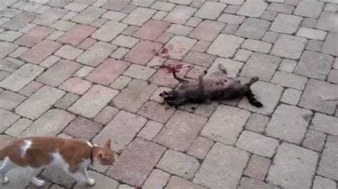 Their regular meals depend largely on where they live. Cat vs. Raccoon (Fight to Death) - YouTube