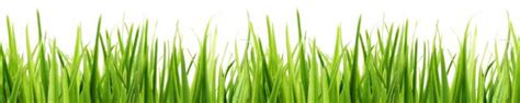 A Patch Of Grass Clip Art Clipart Cliparts For You Clipartix