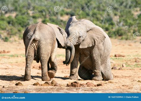 Baby African Elephants Playing In South Africa Stock Photo Image Of