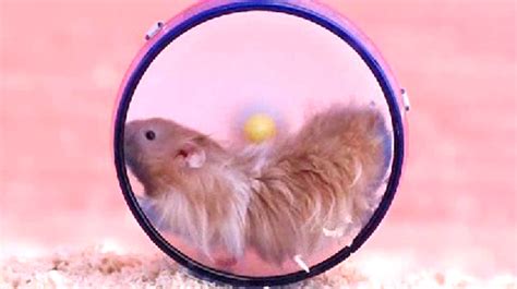 Chubby Hamsters In Slow Motion Baltimore Sun