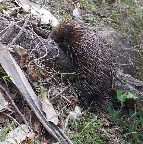 Meeting The Locals An Echidna Crossing The Track In Noosa National