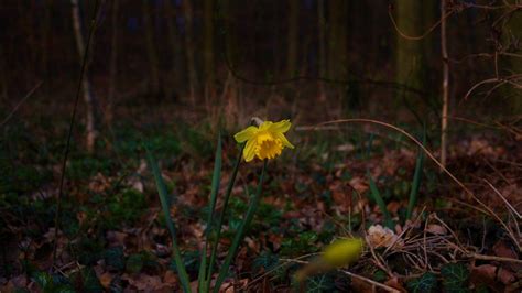 Wallpaper Flower Nature Yellow Flower Photography Nature 5184x2912