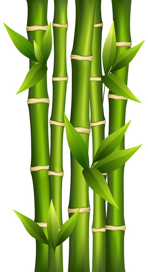 Bambou De Dessin Animé Png Bambou Clipart Bambou Feuilles De Bambou