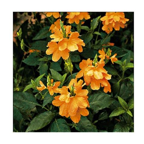 Firecracker Flower Crossandra Infundibuliformis Lutea