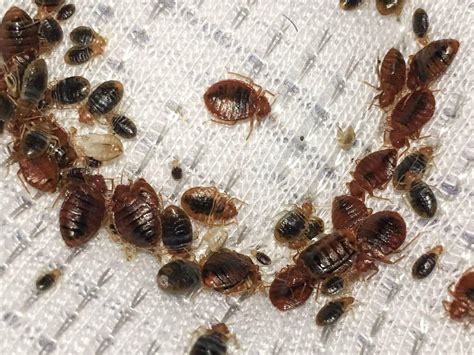How To Get Rid Of Bed Bugs A Comprehensive Guide Pest Control Cape