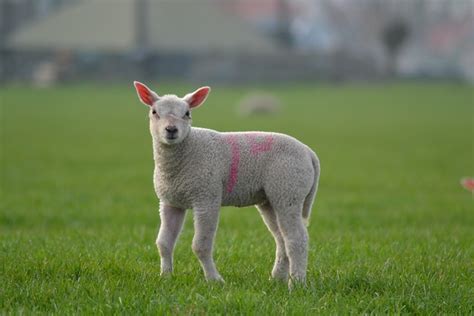 Lamb Sheep Farm Free Photo On Pixabay