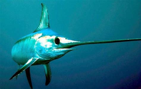 Swordfish Ocean Treasures Memorial Library