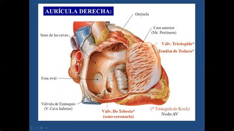 Sistema De Conducción Cardiaca Youtube