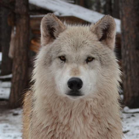 Visitors Enjoying Tundra Wolves at Bearizona - Flagstaff Business News