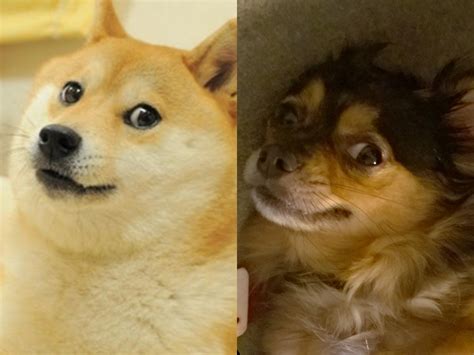 Now doge is a dog meme. DOGE