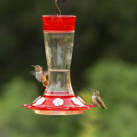 √ 22 Best Hummingbird Feeder And Tips When Choosing A Feeder