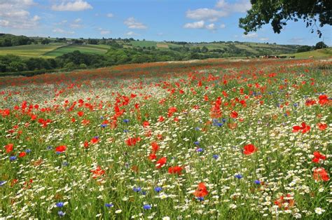 Planting grass seed depends on the type of lawn you are planting and the place you live in. Grass & Wild Flower Seed Mix Loam Soils - 500 Grams - Meadow Mania