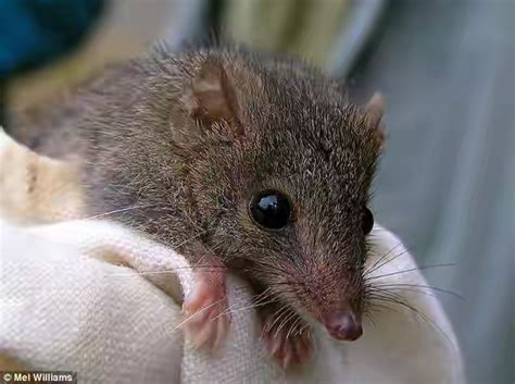 Wanibesak Antechinus Binatang Mirip Tikus Yang Mampu Kawin Selama 14