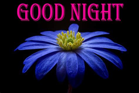 Beautiful good night images wallpaper photo download. Beautiful Collection of Good Night Wishes Images with ...