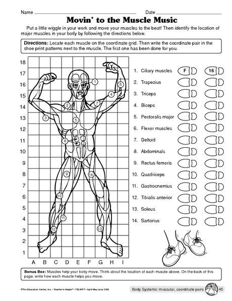 Humans start building muscles right after birth. Science Worksheet: muscular system - The Mailbox | Human ...