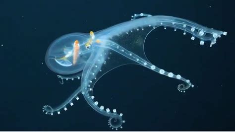 Scientists Capture Extremely Rare Footage Of Glass Octopus In Remote