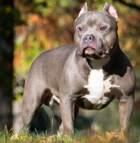 Pitbull con pedigree cuccioli disponibili. American Bulldog and Pitbull: Know The Key Difference ...