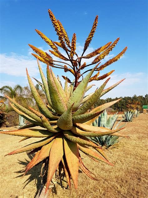 Prickly pear cactus represent about a dozen species of the opuntia genus (family cactaceae) in the north american deserts. Aloe marlotii. Vaal Retreat Aug 2017 | Plants, Garden