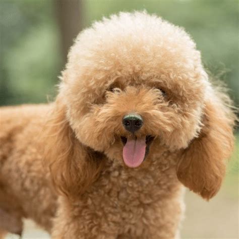 Teddy Bear Cut For Poodles And Doodles Spiritdog Training