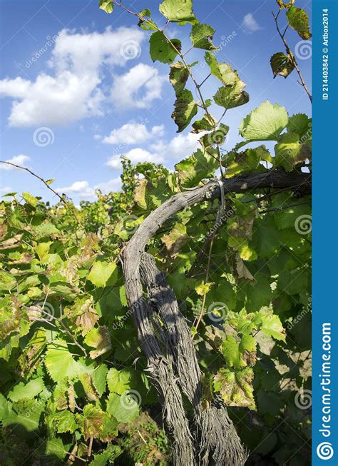 Vineyard Sunny Summer Day Stock Photo Image Of Countryside 214403842