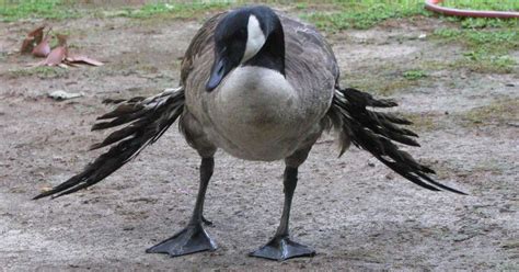 Junk Food Causes Angel Wing Syndrome In Geese And Ducks The Dodo