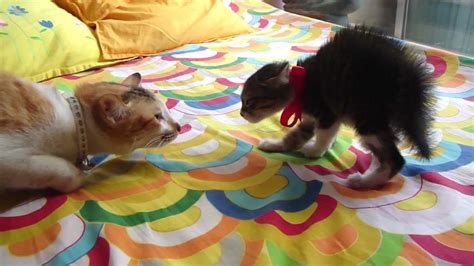 How Not To Introduce A New Kitten To Your Cat Cat Meeting Cats Cat 