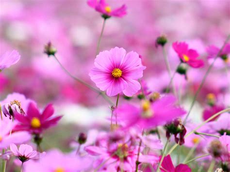 Cosmos Beautiful Pink Flowers Full Hd Wallpapers For