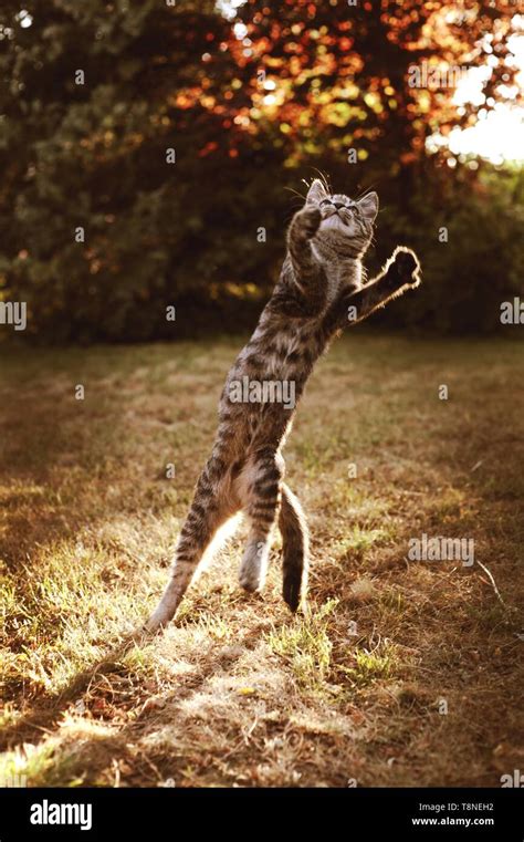 Jumping Cat Hi Res Stock Photography And Images Alamy