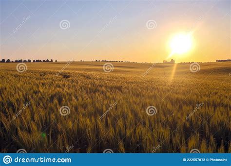 Juicy Wheat Field In Bright Sunlight Stock Photo Image Of Season