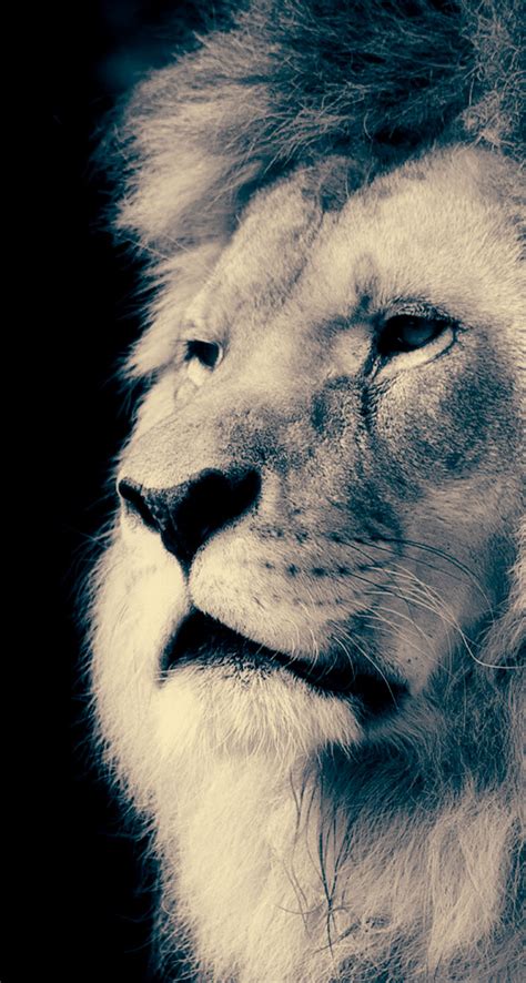 Majestic Lion The Iphone Wallpapers