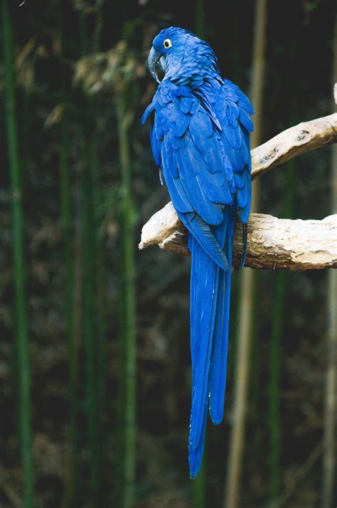 Animals Bird Blue