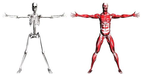 Sistema Músculo Esquelético ¿qué Es Anatomía Función Fisiología Más