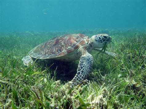 Green Turtle Seagrass Watch